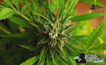 red velvel strain