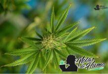 Sherbanger strain marihuana: Opiniones y Efectos Sherbanger strain