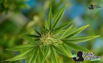Sherbanger strain