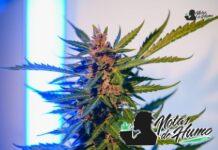 Sunset Sherbert strain marihuana: Opiniones y Efectos