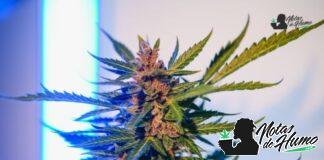 Sunset Sherbert strain marihuana: Opiniones y Efectos