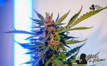 Sunset Sherbert strain marihuana: Opiniones y Efectos