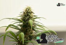 Skywalker OG strain: Opiniones y Efectos skywalker og strain