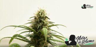 Skywalker OG strain: Opiniones y Efectos skywalker og strain
