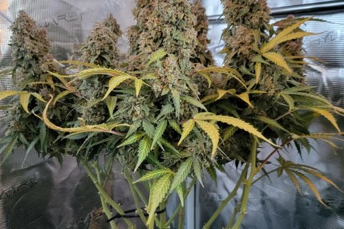 skywalker OG 
