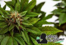 skywalker strain