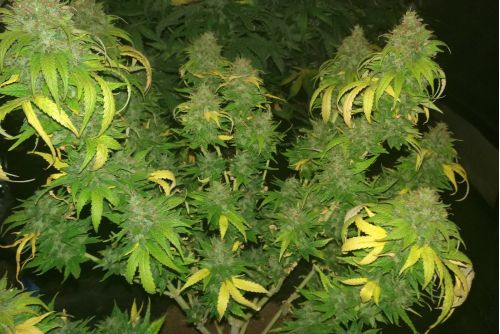 Snowcap strain