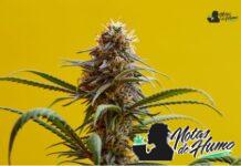 snowcap strain