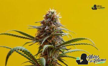 Snowcap strain: Opiniones y Efectos snowcap strain