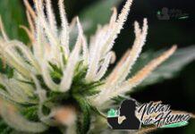 sour diesel strain