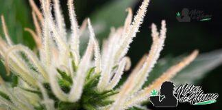 Sour Diesel strain: Opiniones y Efectos sour diesel strain