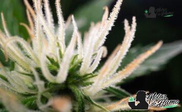 Sour Diesel strain: Opiniones y Efectos sour diesel strain