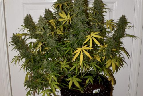Sour Tangie cultivo
