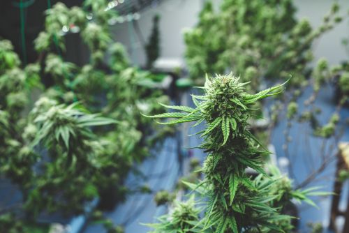 Sour Tangie strain