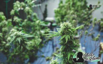 Sour Tangie strain marihuana: Opiniones y Efectos Sour Tangie strain