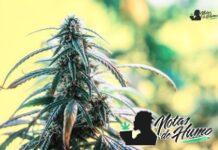 Spritzer strain marihuana: Opiniones y Efectos