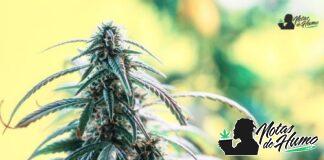 Spritzer strain marihuana: Opiniones y Efectos