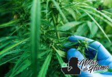 stardawg strain