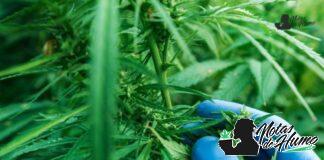 Stardawg strain marihuana: Opiniones y Efectos stardawg strain