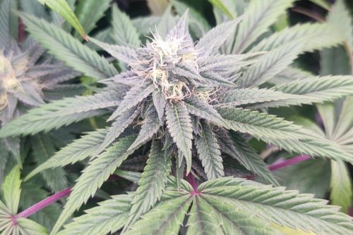 Strawberry Cake strain