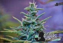 Strawberry Cheesecake strain