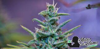 Strawberry Cheesecake strain marihuana: Opiniones y Efectos Strawberry Cheesecake strain