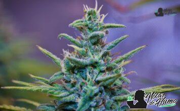 Strawberry Cheesecake strain marihuana: Opiniones y Efectos Strawberry Cheesecake strain