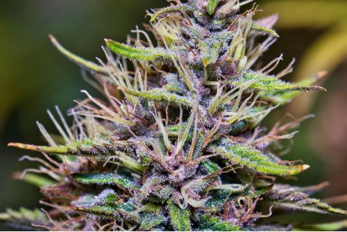 Sundae Driver strain