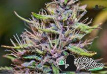 Sundae Driver strain marihuana: Opiniones y Efectos Sundae Driver strain