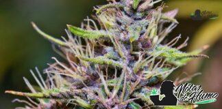 Sundae Driver strain