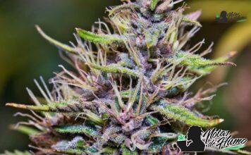 Sundae Driver strain
