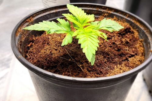 Sundae Driver strain