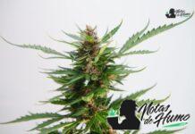 Super Boof strain marihuana: Opiniones y Efectos super boof strain