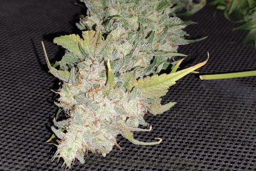 Superglue Strain