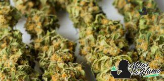 Super Glue strain marihuana: Opiniones y Efectos superglue strain