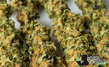 Super Glue strain marihuana: Opiniones y Efectos superglue strain