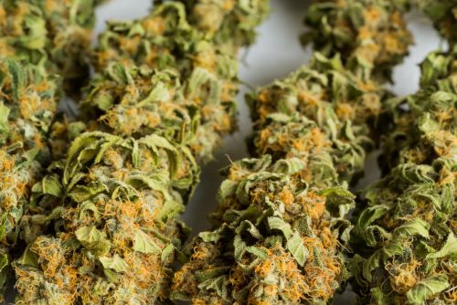 Super Glue strain