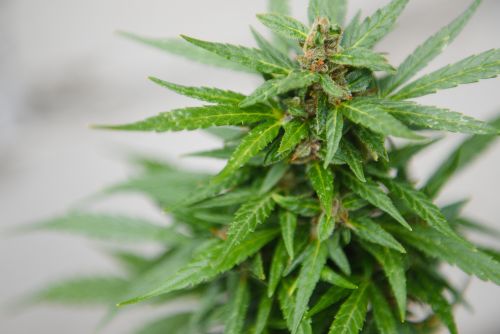 Sweet Tea strain