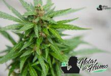 Sweet Tea strain marihuana: Opiniones y Efectos
