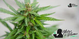 Sweet Tea strain marihuana: Opiniones y Efectos