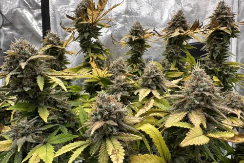 Sweet Tea strain