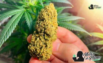 Tahoe OG strain marihuana: Opiniones y Efectos Tahoe OG strain