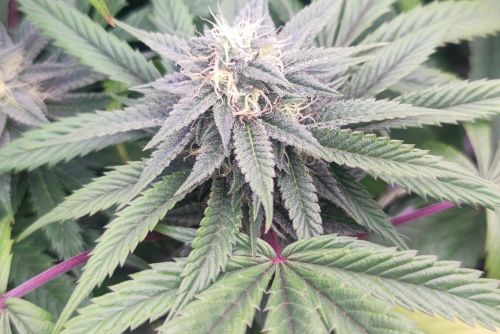 The White strain 