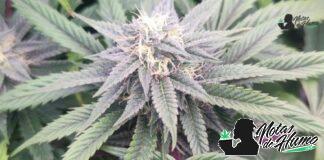 The White strain: Opiniones y Efectos