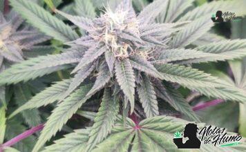 The White strain: Opiniones y Efectos