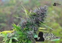Trainwreck strain marihuana: Opiniones y Efectos trainwreck strain