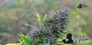 Trainwreck strain marihuana: Opiniones y Efectos trainwreck strain