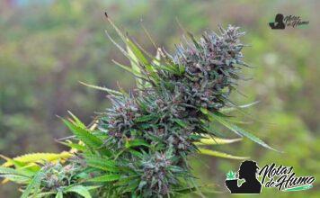 Trainwreck strain marihuana: Opiniones y Efectos trainwreck strain