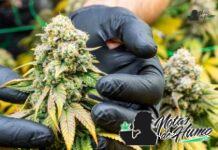 Trop Cherry: Opiniones y Efectos