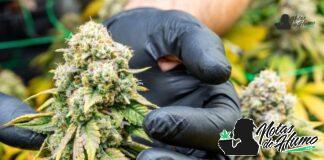 Trop Cherry: Opiniones y Efectos